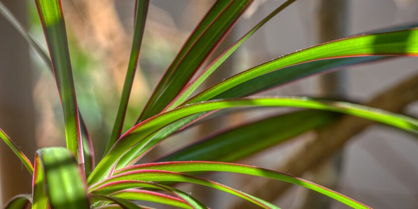 pianta dracena