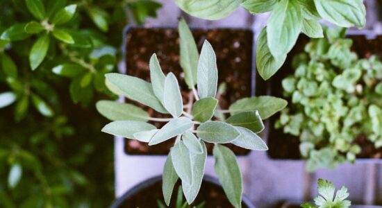 piante