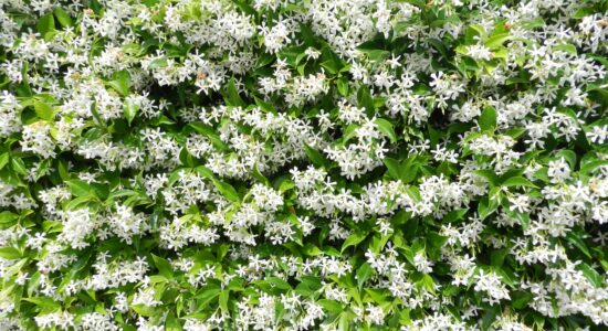 rincospermum
