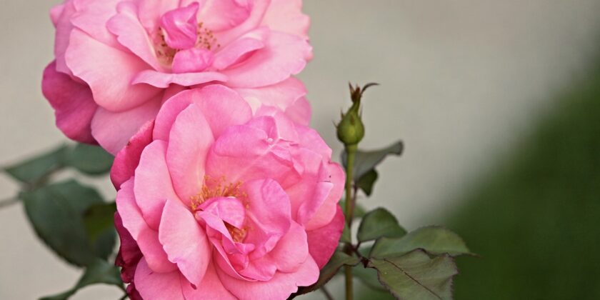 rosa canina