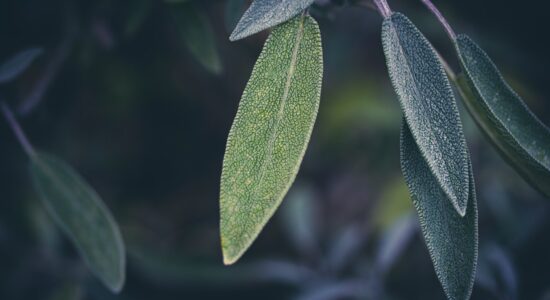 salvia