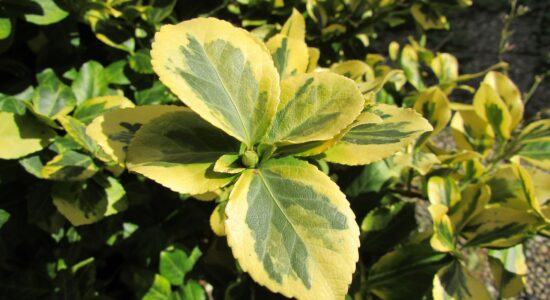 schefflera