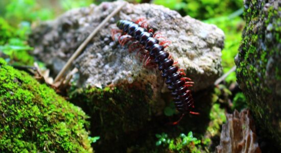 scolopendra