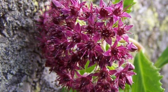 Sedum telephium