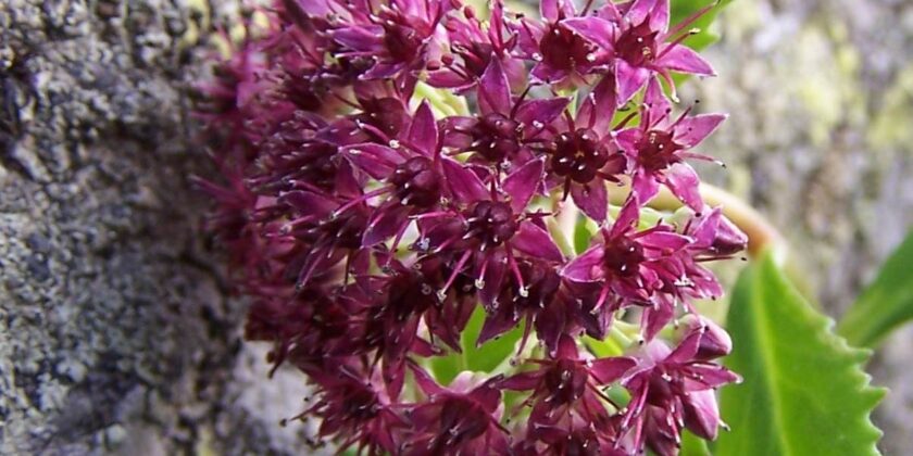 Sedum telephium