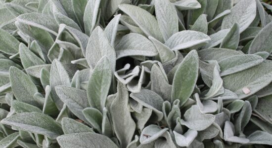 Stachys lanata