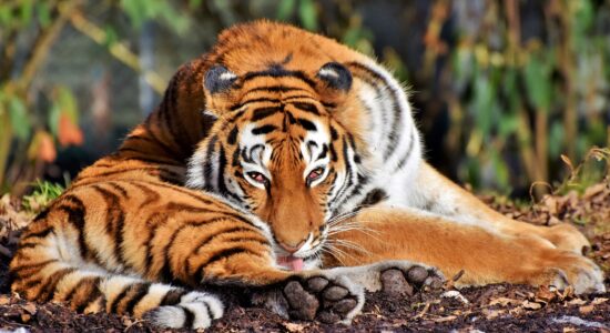 tigre