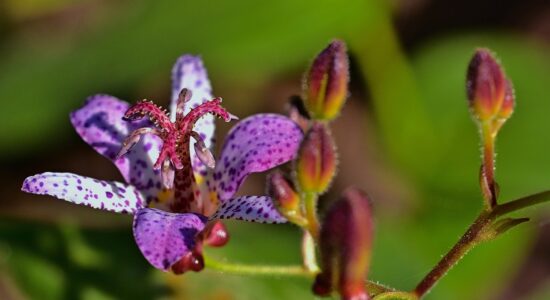 tricyrtis hirta