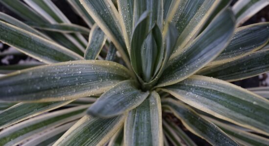 Yucca