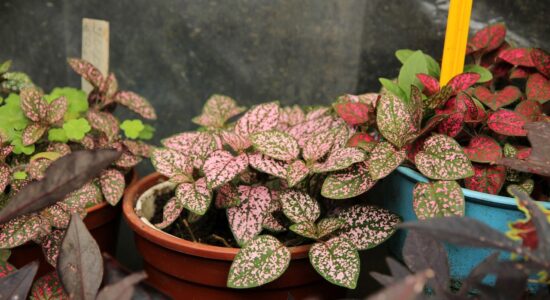 Hypoestes