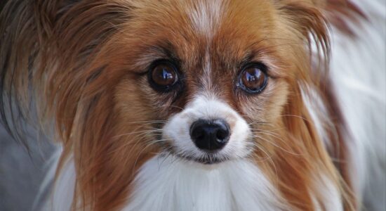 Papillon 