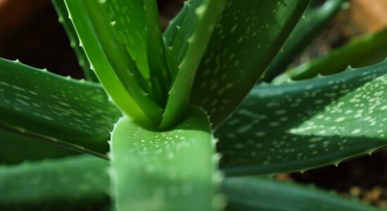 aloe vera