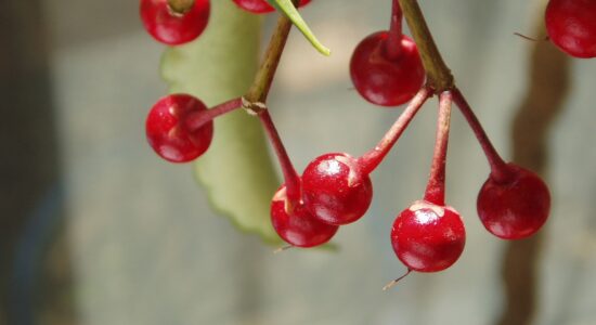 Ardisia crispa