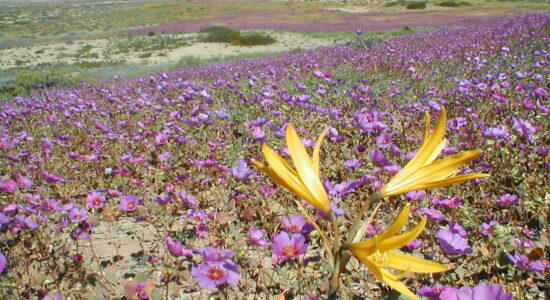 atacama