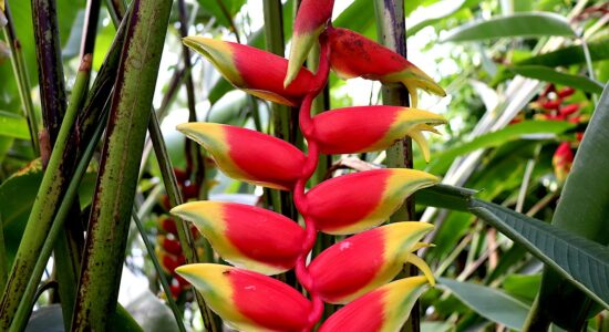 bromelia