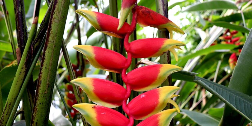 bromelia