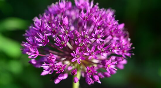 bulbo Allium