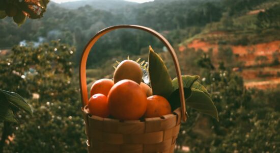 cachi frutto