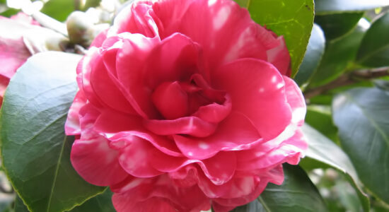 camelia