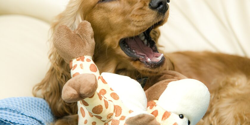 cane che sbadiglia