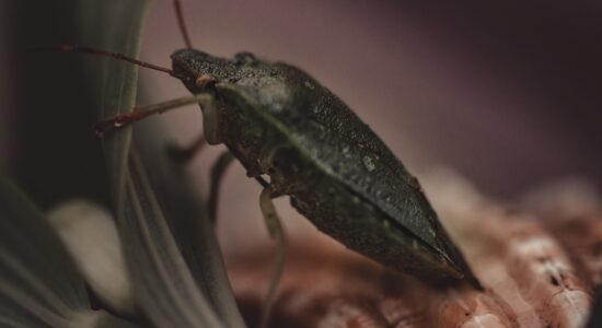 cimice