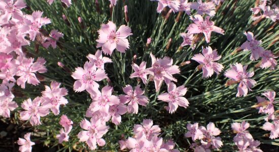 Dianthus plumarius