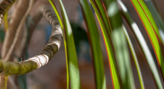 dracena