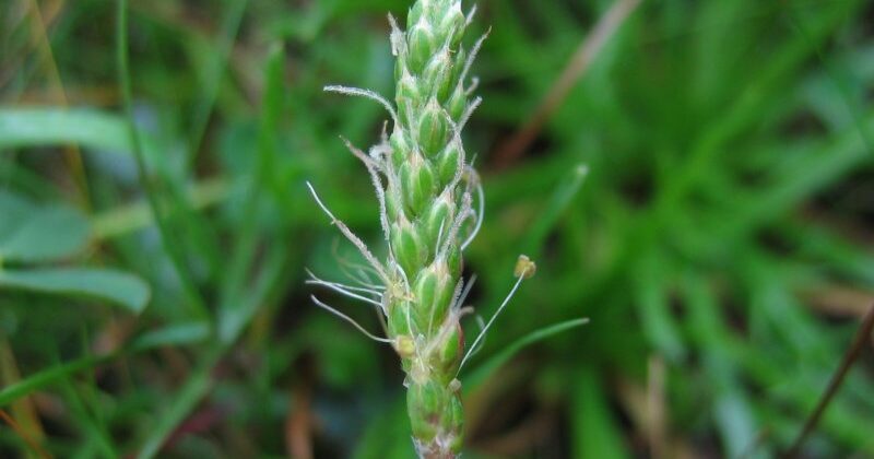 erba stella