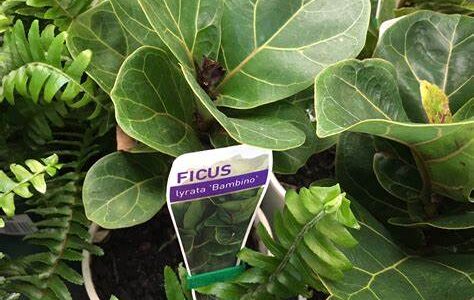 ficus lyrata