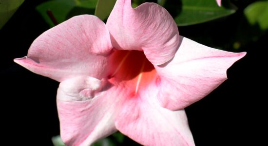 fiore della dipladenia