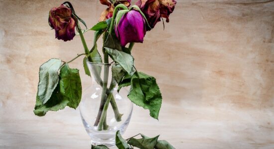 fiori appassiti