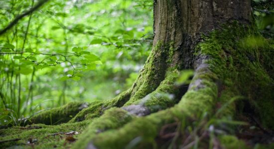 foresta