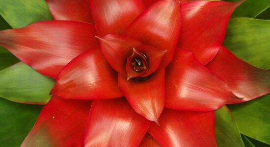 Guzmania