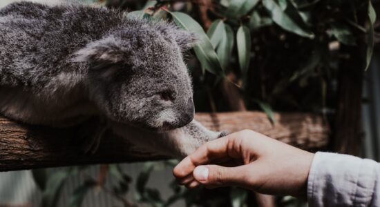 koala