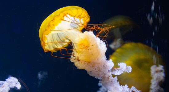 meduse