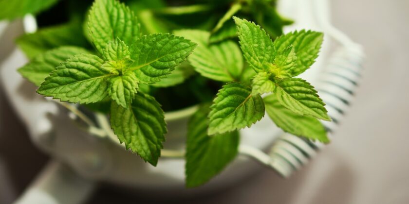 menta piperita