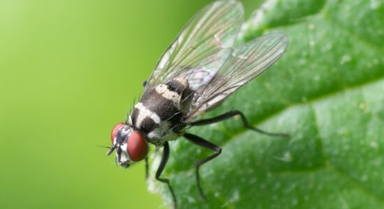 mosca