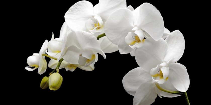 orchidea