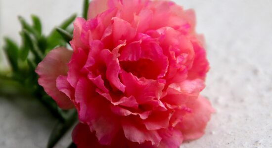 pianta della portulaca
