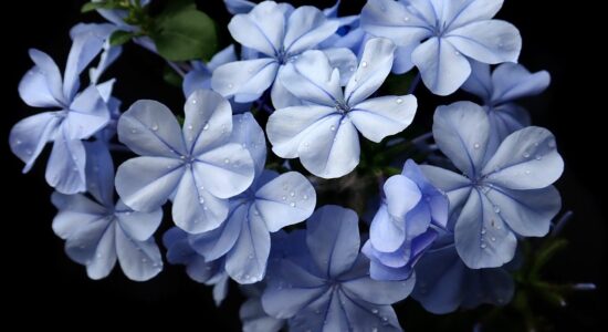 plumbago