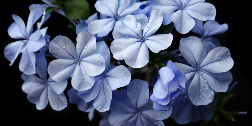 plumbago