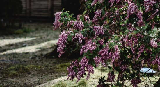 pianta della Skimmia japonica