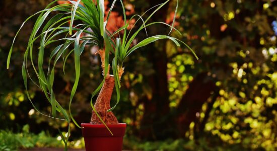 Beaucarnea