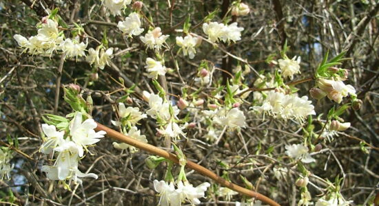 lonicera