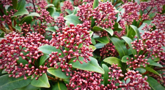 Skimmia