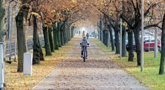 alberi