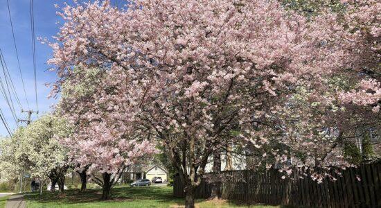 prunus