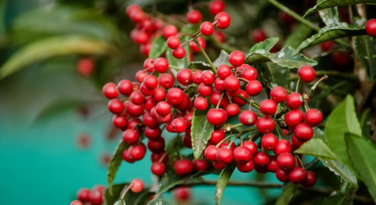 ardisia crenata
