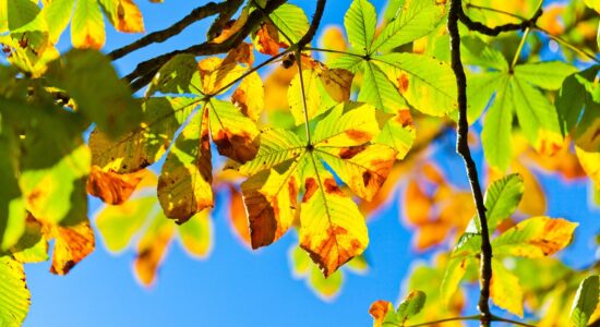Autunno