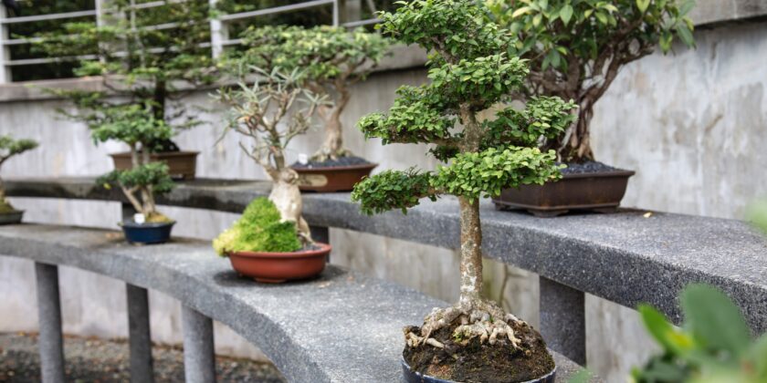 bonsai